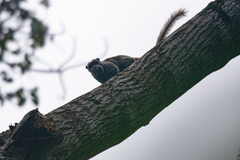 Saguinus imperator subgrisescens
