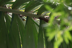 Xiphorhynchus elegans