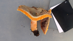 Lactarius fennoscandicus