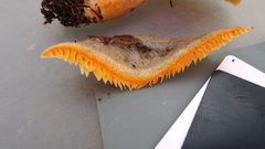 Lactarius fennoscandicus