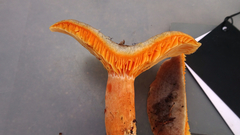 Lactarius fennoscandicus