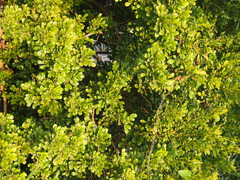 Aglaia odorata microphyllina