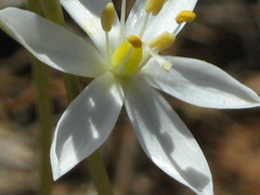 Ornithogalum hispidum hispidum