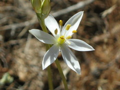Ornithogalum hispidum hispidum