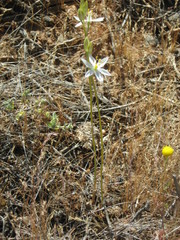 Ornithogalum hispidum hispidum