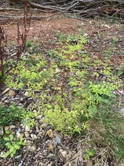 Euphorbia stricta