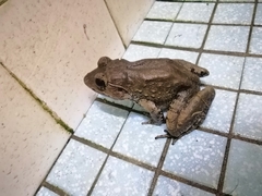 Limnonectes paramacrodon