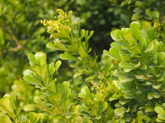 Aglaia odorata microphyllina