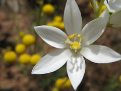 Ornithogalum hispidum hispidum
