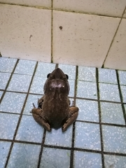 Limnonectes paramacrodon