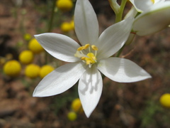 Ornithogalum hispidum hispidum