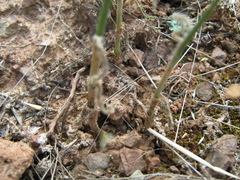 Ornithogalum hispidum hispidum
