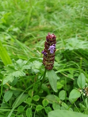 Prunella vulgaris