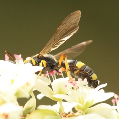 Cerceris rybyensis