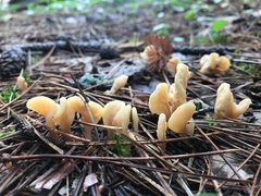 Spathulariopsis velutipes
