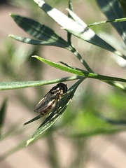 Syrphinae