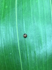 Pentilia chelsea