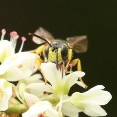 Cerceris rybyensis