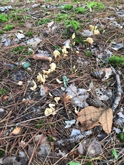 Spathulariopsis velutipes