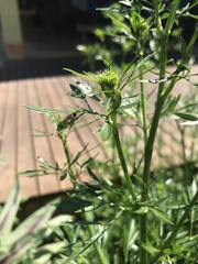 Syrphinae