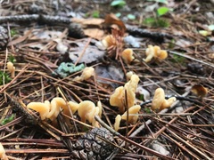 Spathulariopsis velutipes