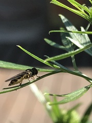 Syrphinae