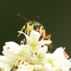 Cerceris rybyensis
