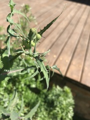 Syrphinae