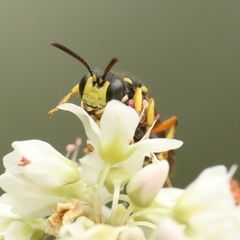 Cerceris rybyensis