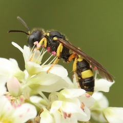 Cerceris rybyensis