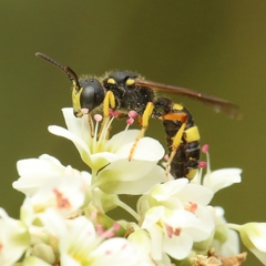 Cerceris rybyensis