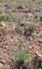 Trachyandra flexifolia