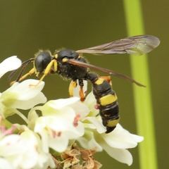 Cerceris rybyensis