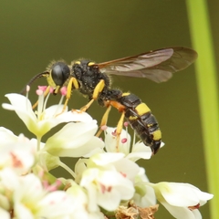 Cerceris rybyensis