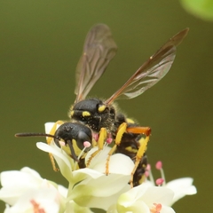 Cerceris rybyensis