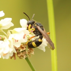 Cerceris rybyensis