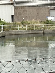 Phoca vitulina