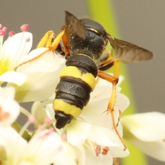 Cerceris rybyensis