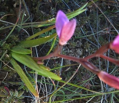 Hesperantha pauciflora