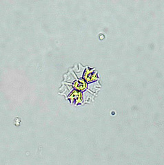 Stauridium tetras