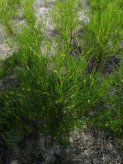 Dicranocarpus parviflorus