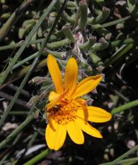 Osteospermum subulatum