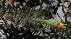 Osteospermum subulatum