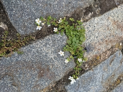 Chaenostoma cordatum