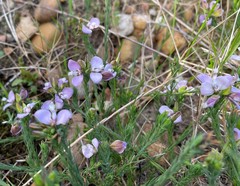Polygala umbellata