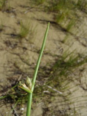 Cyperus laevigatus