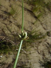 Cyperus laevigatus