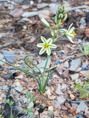 Albuca semipedalis