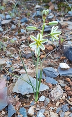 Albuca semipedalis