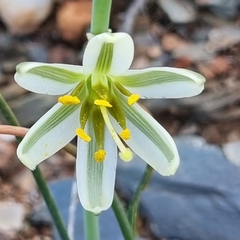 Albuca semipedalis
